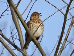 Turdus philomelos