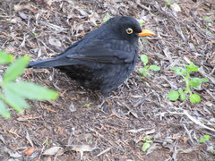 Turdus merula