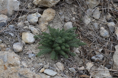Pseudosedum ferganense