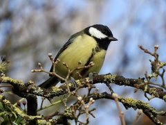 Parus major