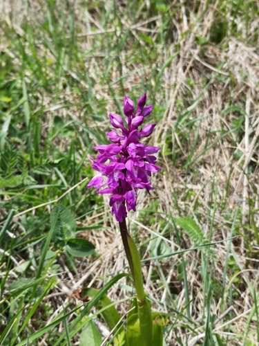 Veliki kaćun (Orchis mascula)
