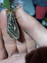 Callipielus arenosus