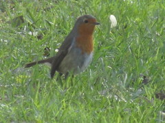 Erithacus rubecula