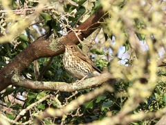 Turdus philomelos