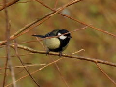 Parus major