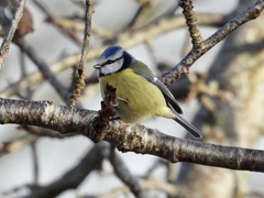 Cyanistes caeruleus