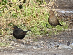 Turdus merula