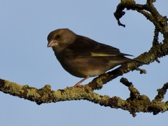 Chloris chloris