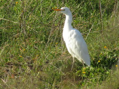 Bubulcus ibis