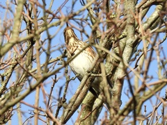 Turdus iliacus