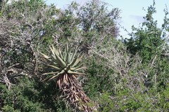 Aloe ferox