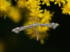 Amblyptilia punctidactyla