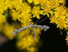 Amblyptilia punctidactyla