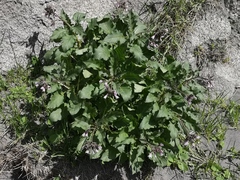 Physochlaina orientalis, photograph Todd Boland, CC BY, iNaturalist via GBIF