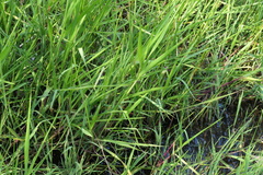 Hymenachne amplexicaulis