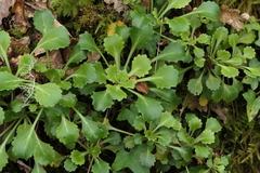 Saxifraga spathularis