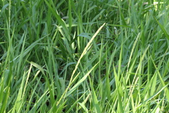 Hymenachne amplexicaulis