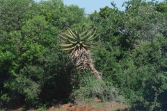 Aloe ferox