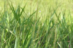 Hymenachne amplexicaulis