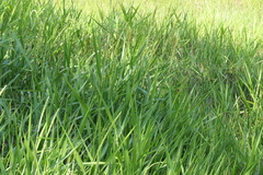 Hymenachne amplexicaulis