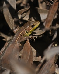 Lacerta trilineata polylepidota