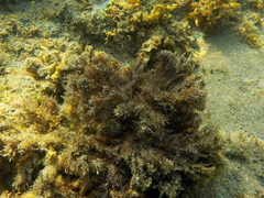 Ericaria mediterranea