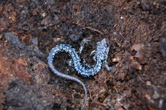 Plethodon caddoensis