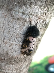 Xanthopastis timais