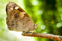 Eunica monima modesta