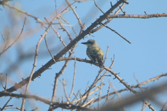 Tyrannus melancholicus