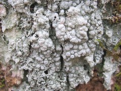 Pertusaria paratuberculifera