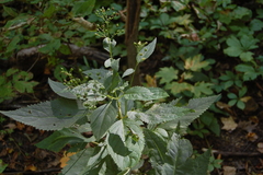 Scrophularia lanceolata