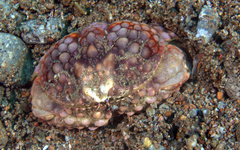 Image of Calappa capellonis