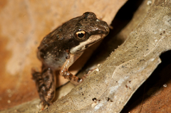 Ptychadena aequiplicata