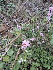 Persicaria jucunda