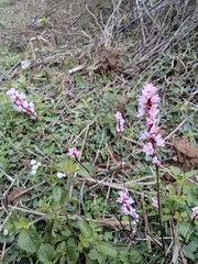 Persicaria jucunda