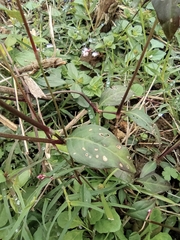 Persicaria jucunda