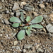 Euphorbia rapulum - Photo (c) Aleksandr Naumenko, osa oikeuksista pidätetään (CC BY-NC), lähettänyt Aleksandr Naumenko