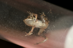 Ptychadena aequiplicata