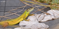 Lacerta trilineata polylepidota