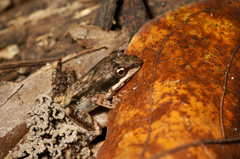 Ptychadena aequiplicata