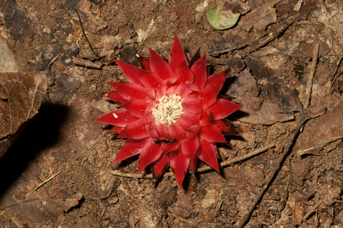 Ground Pineapple