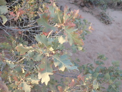 Quercus havardii