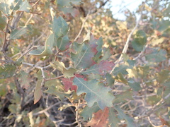 Quercus havardii