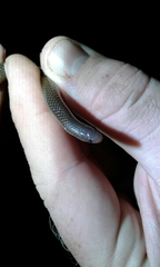Carphophis amoenus helenae