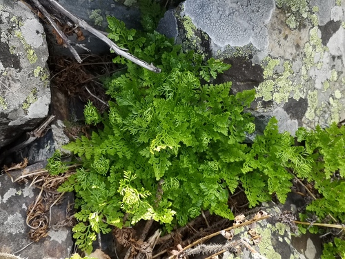 kučeravec čiarkovitý (Cryptogramma crispa)