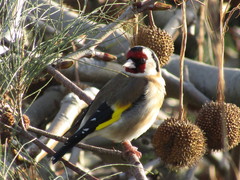 Carduelis carduelis