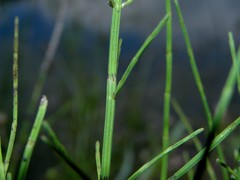 Equisetum × dycei