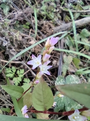 Persicaria japonica