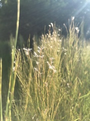 Schizachyrium microstachyum